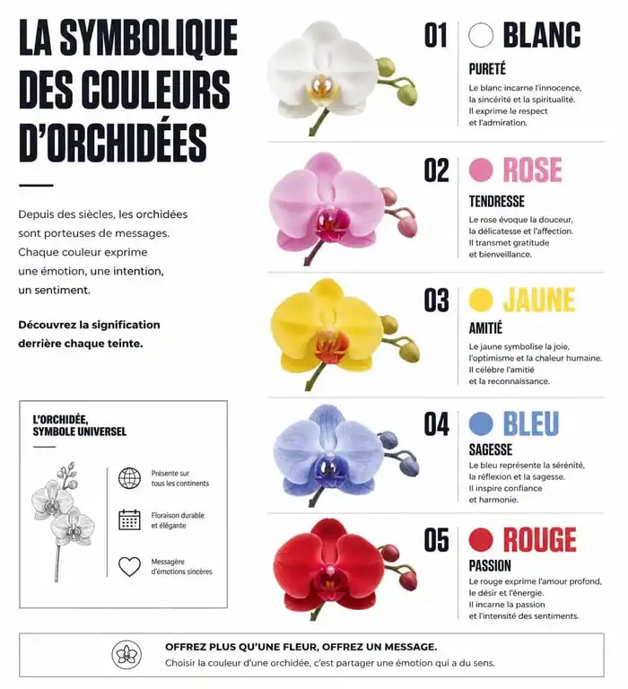 Symbolique des couleurs d'orchidées : guide pour offrir une orchidée sans porter malheur