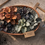 Les plus belles heuchères à l’ombre, feuillages en terrine de jardin